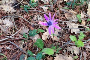 Anemone hortensis (1) (1200 x 800)